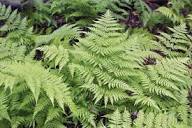 Dryopteris filix-mas - Male Fern - Shade Lover XL plug Garden