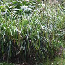 Carex pendula sedge Pond marginal Plant Evergreen Native British 2 x 9cm Pots