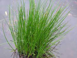 Juncus effusus - Common Rush 6 x Plug Plants Wetland Bog Garden Evergren