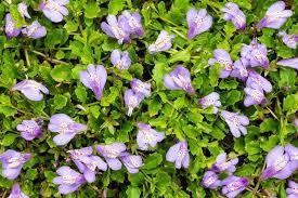 1 x 9cm Mazus reptans Chinese marshflower - Marginal Plants  - Pond Plant Garden