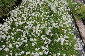 Mazus Reptans «Alba» | White Chinese Marshflower | Marginal Pond Plant