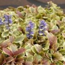 2 X 9cm Pots Ajuga Reptans Golden Beauty Alpine Perennial Creeping Flowering