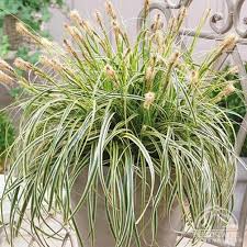 Carex 'Feather Falls' - Evergreen Grass for Borders & Containers - 1 x 9cm Pot