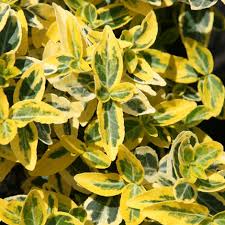 3 x Euonymus fortunei Mixed Plants in 1ltr Pots - Contrasting Colour Variation