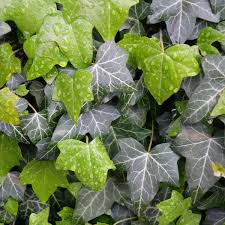 Hedera helix 'Hibernica'   Irish Ivy  vigorous evergreen climber- 9cm pot