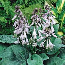 Hosta Halcyon Outdoor Hardy Herbaceous Perennial Garden Plant x 2 XL Plugs