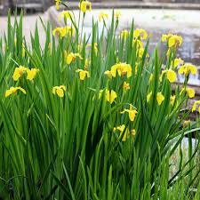 25 yellow Flag Iris Pseudacorus Starter Plants Bare Root 1st Year Young Seedling