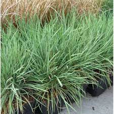 2 x Blue Hair Grass - Koeleria glauca - Perennial Grass - 9cm Pots - Garden