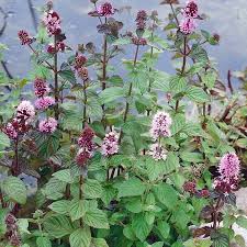 1 x 9cm Mazus reptans Chinese marshflower - Marginal Plants  - Pond Plant Garden