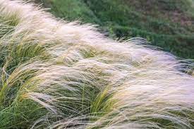 2 x Stipa tenuissima 'Ponytails' Grass XL Plugs