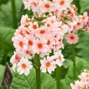 Primula japonica plug plants apple blossom flowers perennial hardy, pack of 3