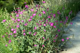 Rose Campion x 6 Plug Plants Flowering Garden Bee Friendly